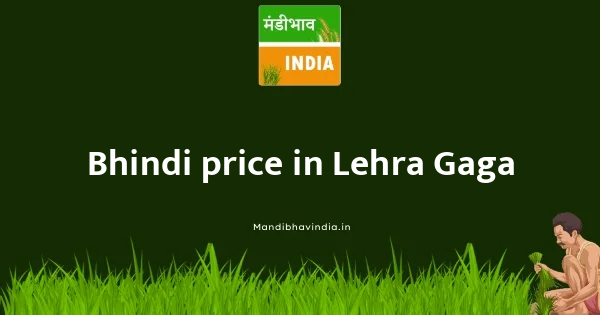 Bhindi price